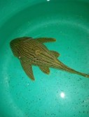 Pleco Broken-Line — 12